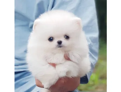 Wunderschöne Pomeranian/ Zwergspitzwelpen