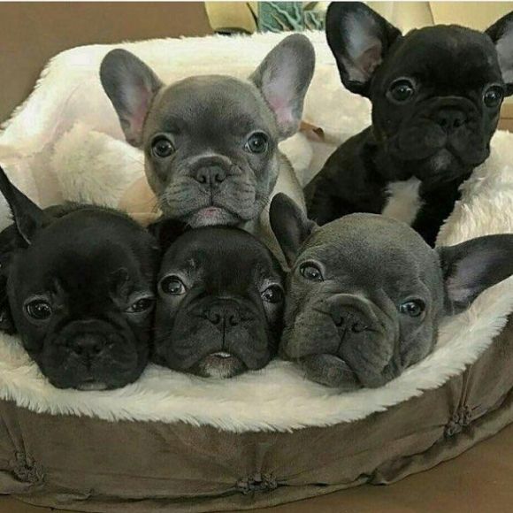 Französische-WHATSAPP: +4915218577646