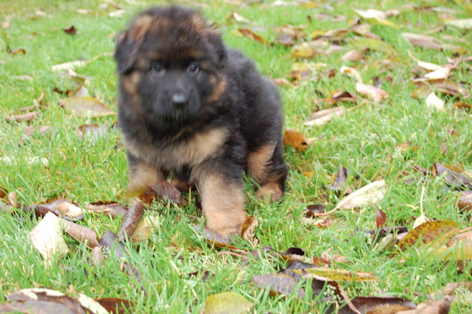 Schäferhundwelpen zu verkaufen