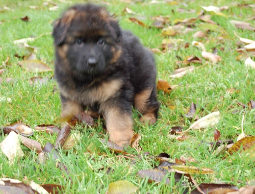 Schäferhundwelpen zu verkaufen