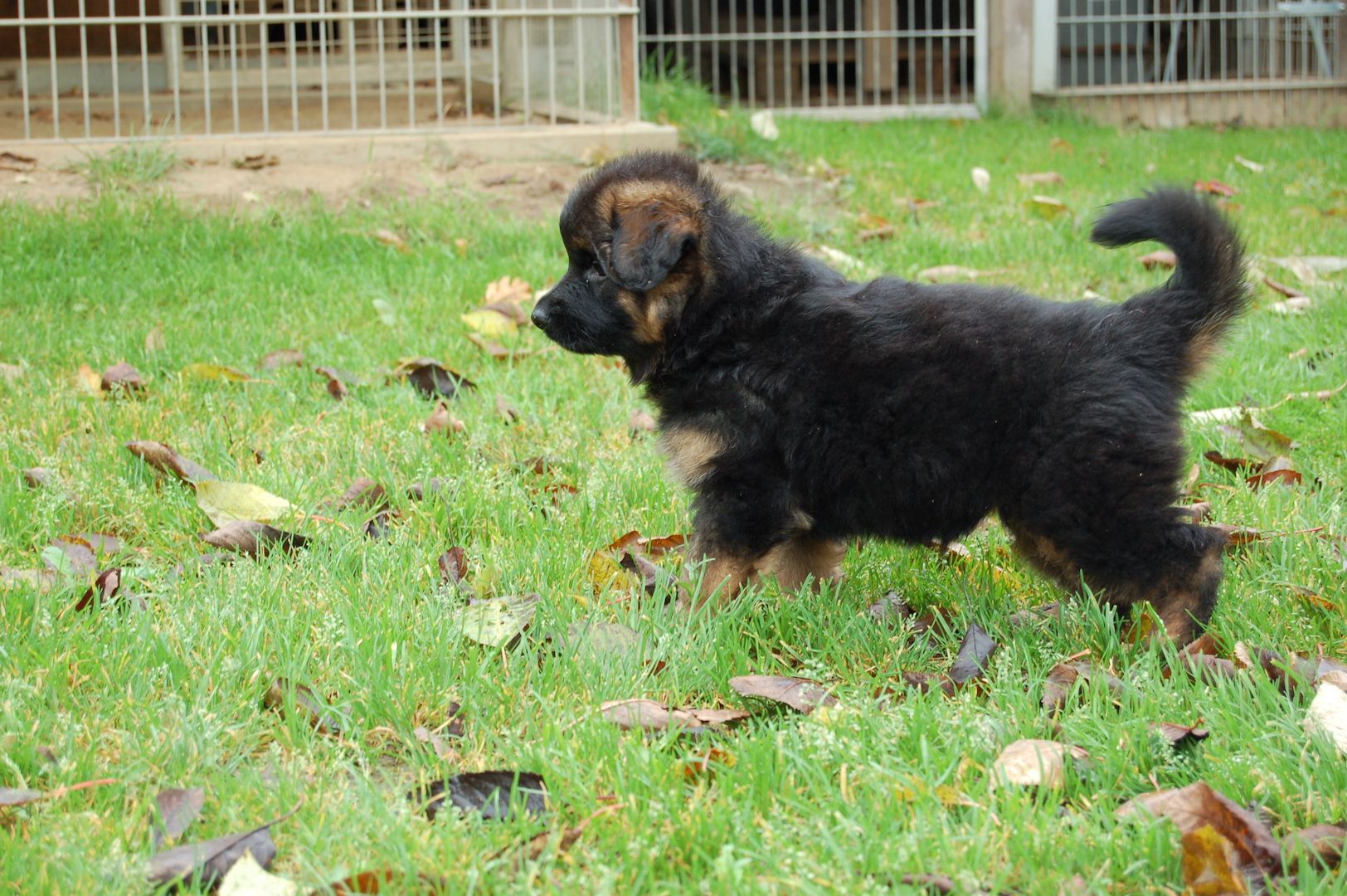 Schäferhundwelpen zu verkaufen