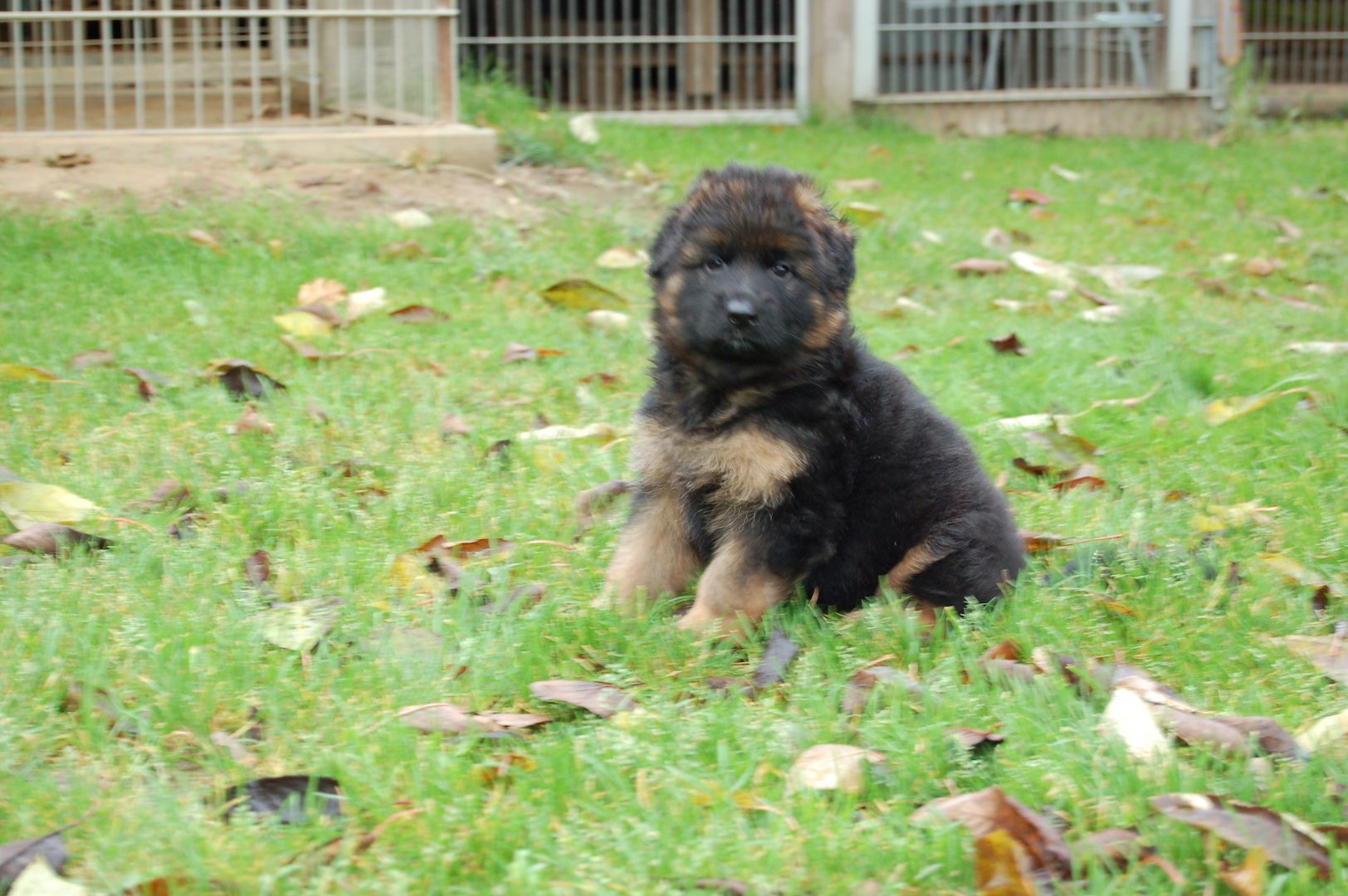 Schäferhundwelpen zu verkaufen