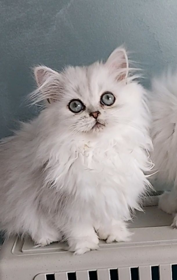 Reinrassige Perserbabys chinchilla und Silver Shaded