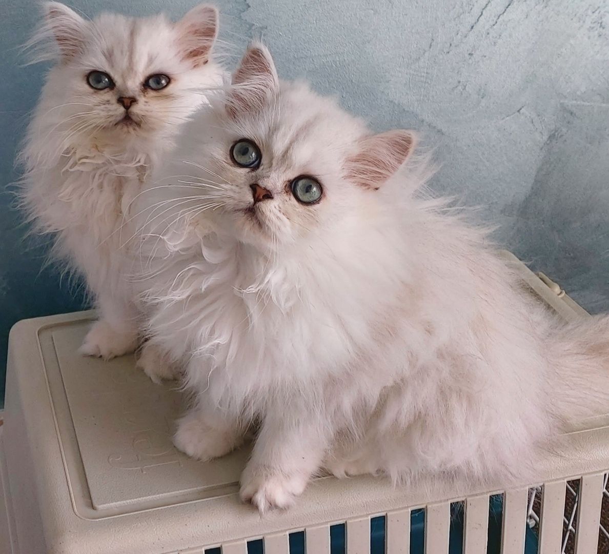 Reinrassige Perserbabys chinchilla und Silver Shaded