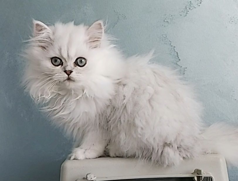 Reinrassige Perserbabys chinchilla und Silver Shaded