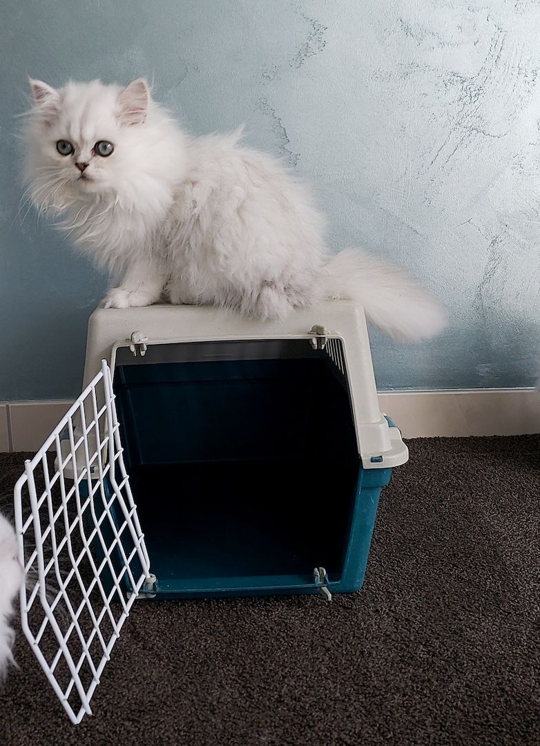 Reinrassige Perserbabys chinchilla und Silver Shaded