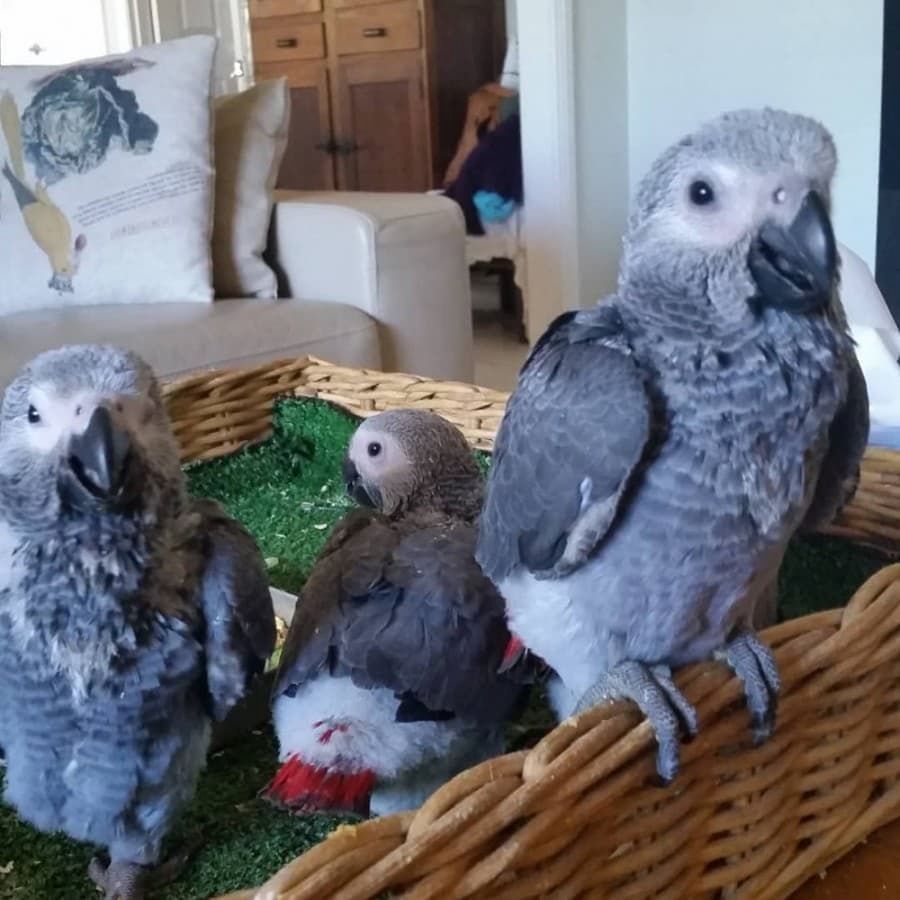 Kongo Graupapageien Henne Kongo Graupapageien Henne