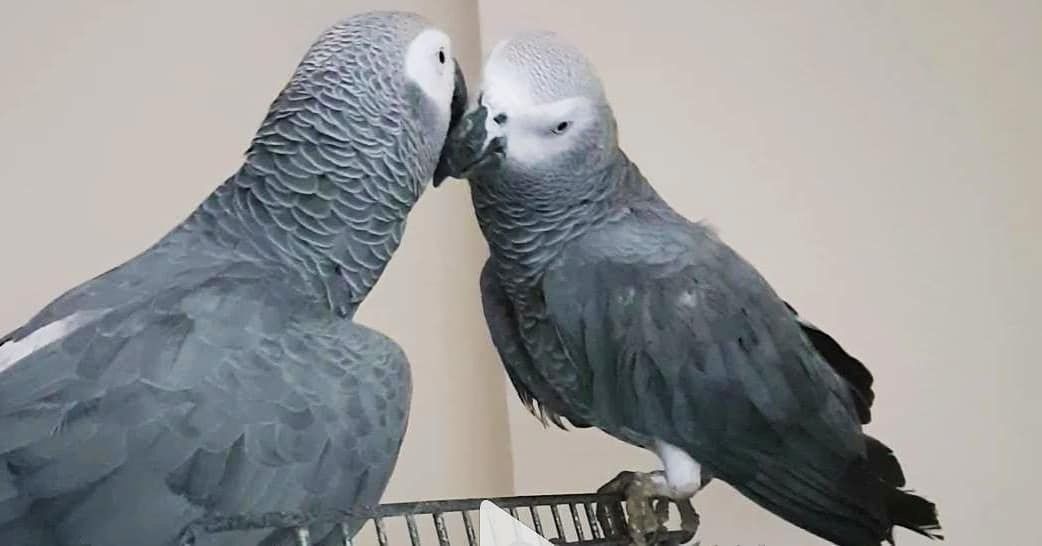 Hahn graupapagei 1 Jahre alt