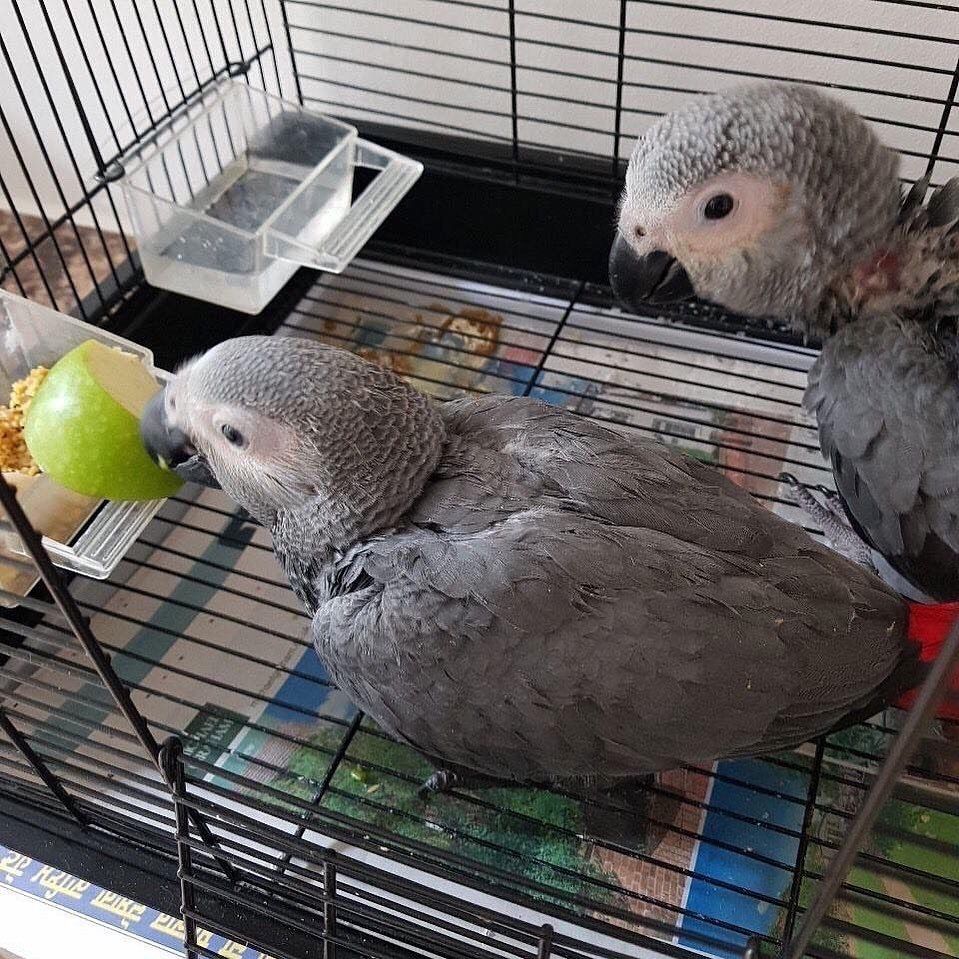 Handzahme Graupapageien Handzahme Graupapageien