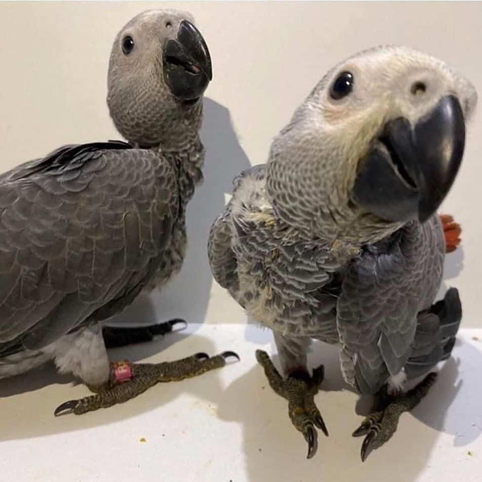 Timneh Graupapagei Hahn