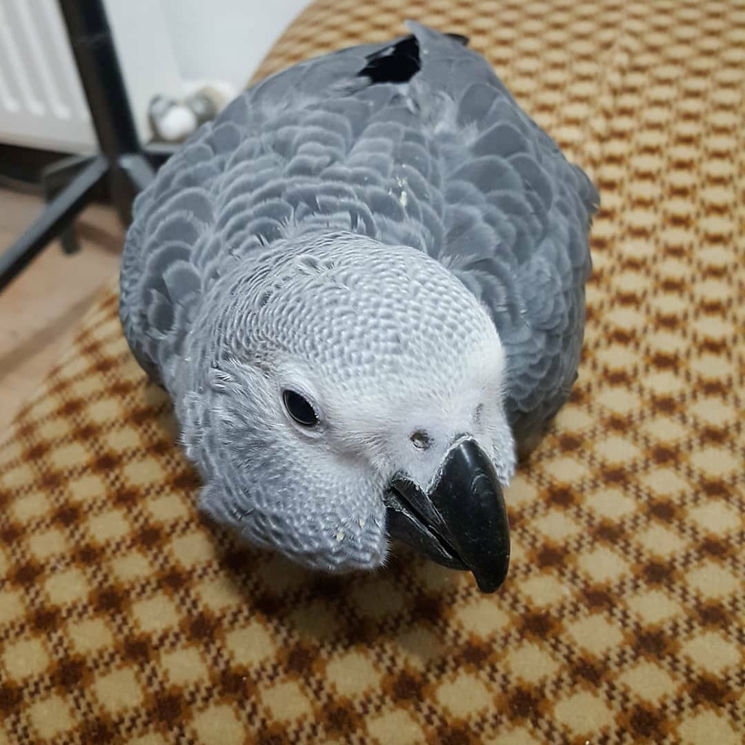 Kongo Graupapageien zu verkaufen