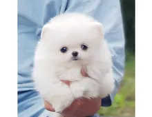 Pomeranian Zwergspitz Boo Welpen