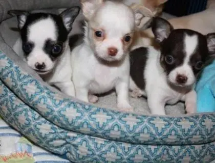 Mini Chihuahua Babys mit papieren