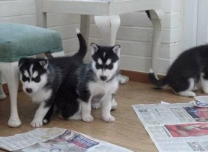 Siberian Husky Welpen mit VDH/DCNH/FCI-Papieren Siberian Husky Welpen mit VDH/DCNH/FCI-Papieren
