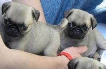 Erhältlich Mini Mops Welpen mit papieren