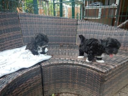 Bolonka Zwetna Welpen mit Papiere Bolonka Zwetna Welpen mit Papiere