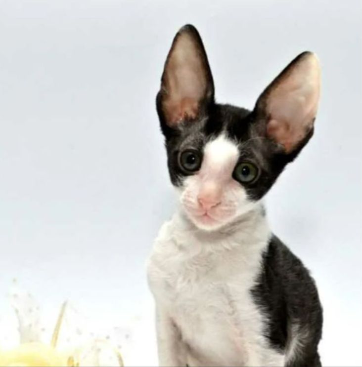 Cornish rex Kitten,mit Stammbaum.Nur Mädchen Cornish rex Kitten,mit Stammbaum.Nur Mädchen