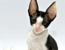 Cornish rex Kitten,mit Stammbaum