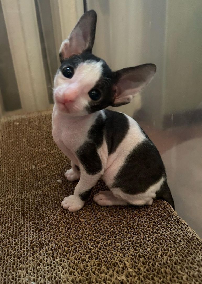 Cornish rex Kitten,mit Stammbaum.Nur Mädchen Cornish rex Kitten,mit Stammbaum.Nur Mädchen