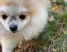 Pomeranian Zwergspitz