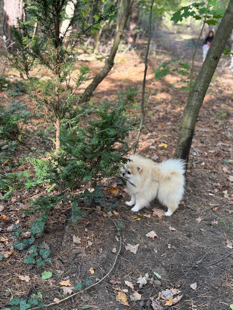 Pomeranian Zwergspitz