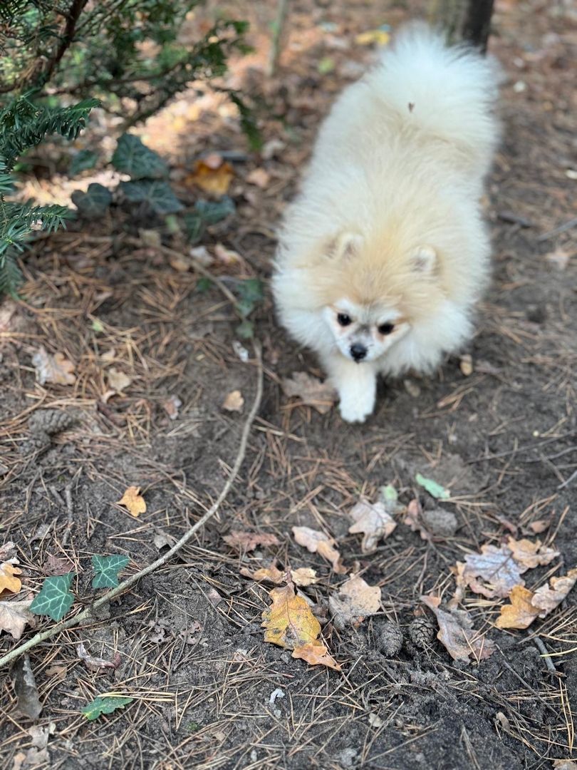 Pomeranian Zwergspitz