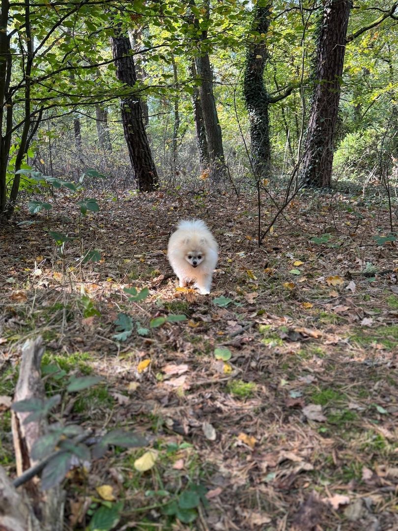 Pomeranian Zwergspitz