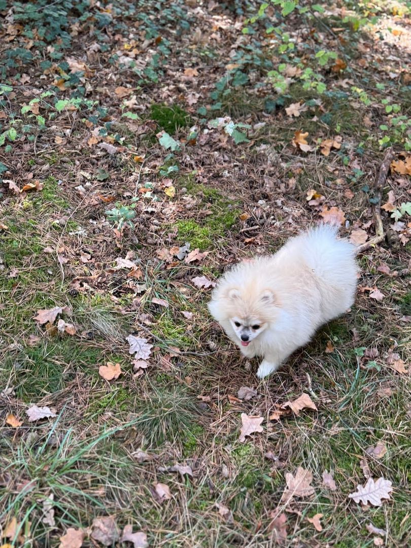 Pomeranian Zwergspitz