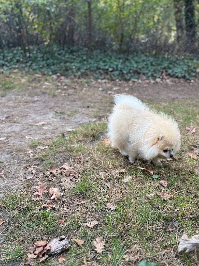 Pomeranian Zwergspitz