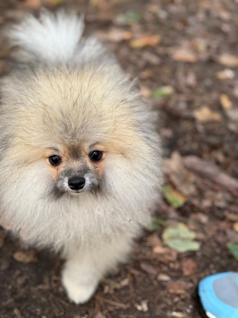 Pomeranian Zwergspitz