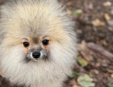 Pomeranian Zwergspitz