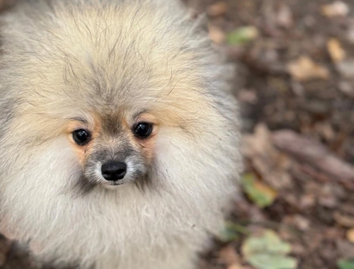 Pomeranian Zwergspitz