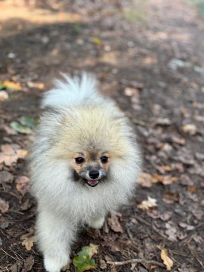 Pomeranian Zwergspitz