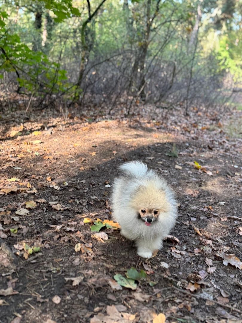 Pomeranian Zwergspitz