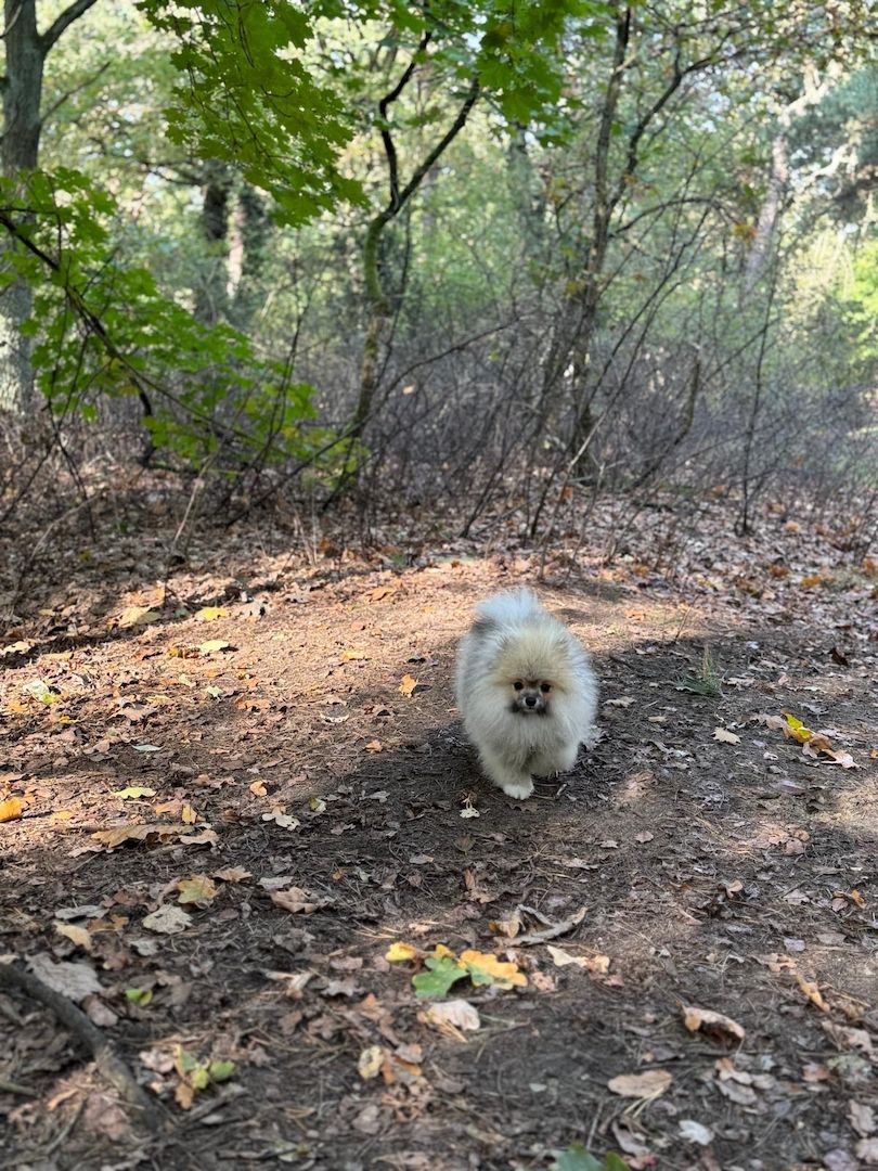 Pomeranian Zwergspitz