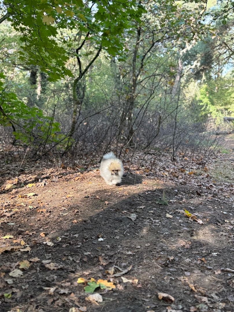 Pomeranian Zwergspitz