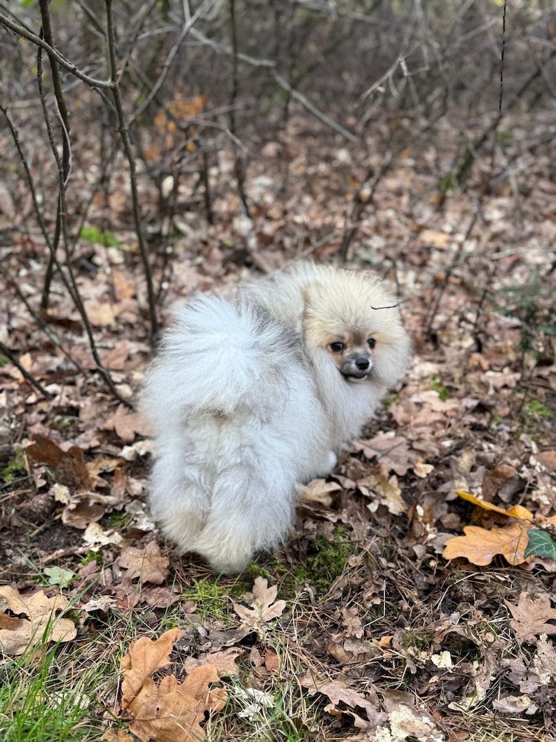 Pomeranian Zwergspitz