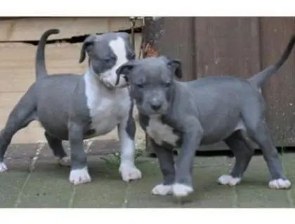 Staffordshire Bullterrier Welpen zu verkaufen