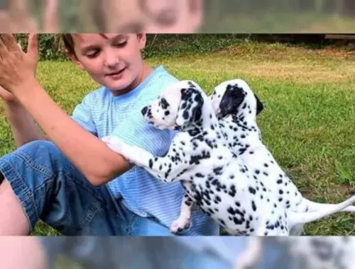 Hübsche Dalmatiner Welpen LOF zu verkaufen