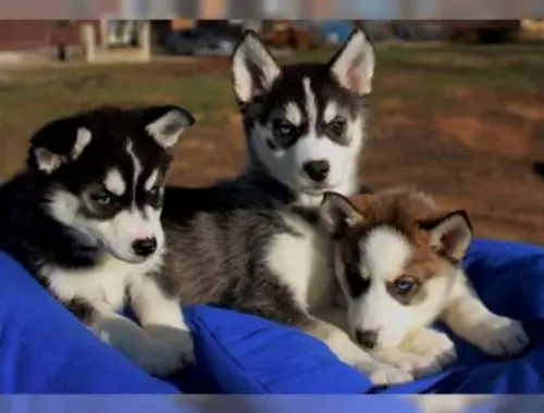 Reinrassigen Siberian Husky Welpen mit Stammbaum