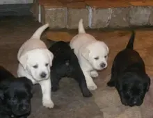 Abgabebereit! Labrador Welpen mit Papieren