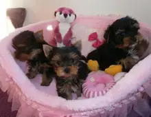 100% Reinrassige Yorkshire Terrier Welpen