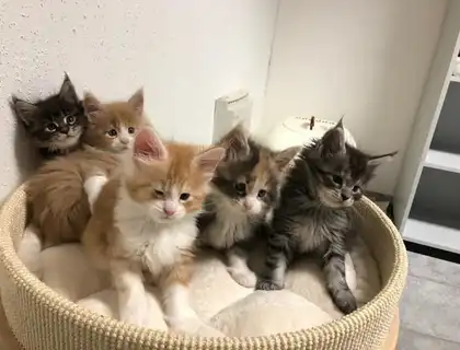 Erhältlich Maine Coon Babys Kitten mit Papieren zu verkaufen whatsapp Nummer (+37069673271)