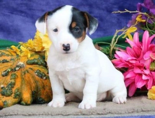 Erhältlich Jack-Russell-Terrier mit Papieren whatsapp Nummer (+37069673271)