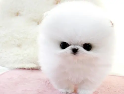 ErhältlichMINI ZWERGSPITZ POMERANIAN BOO WELPEN ZUM VERSCHENKEN.whatsapp Nummer (+37069673271)