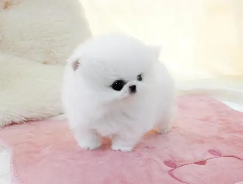 Erhältlich MINI Zwergspitz Pomeranian Welpen mit papieren whatsapp Nummer (+37069673271)