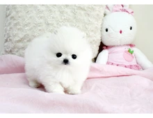 Mini Pomeranian Zwergspitz Pomeranian  welpen mit Papieren whatsapp Nummer (+37069673271)