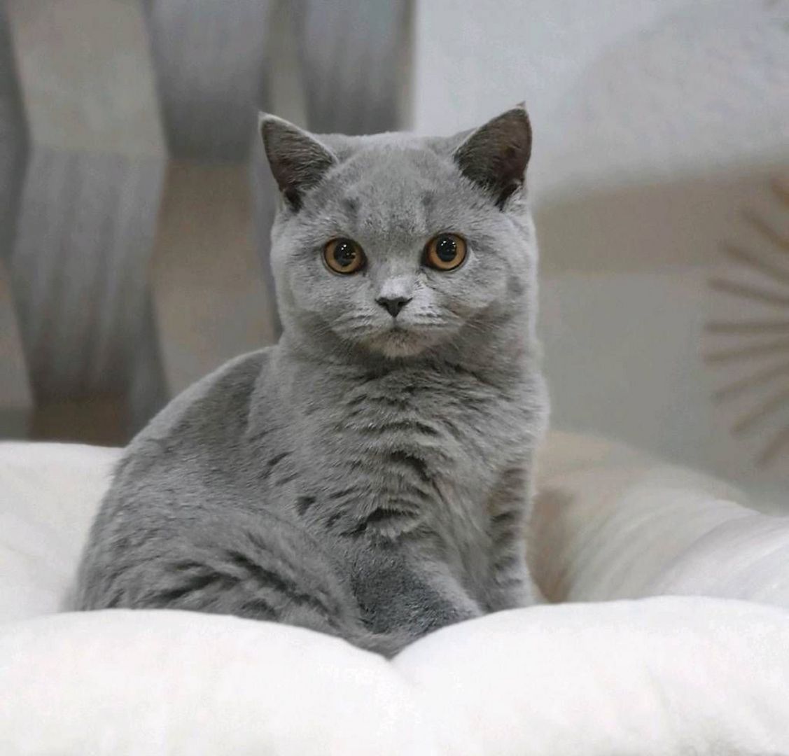 BKH Kitten abzugeben