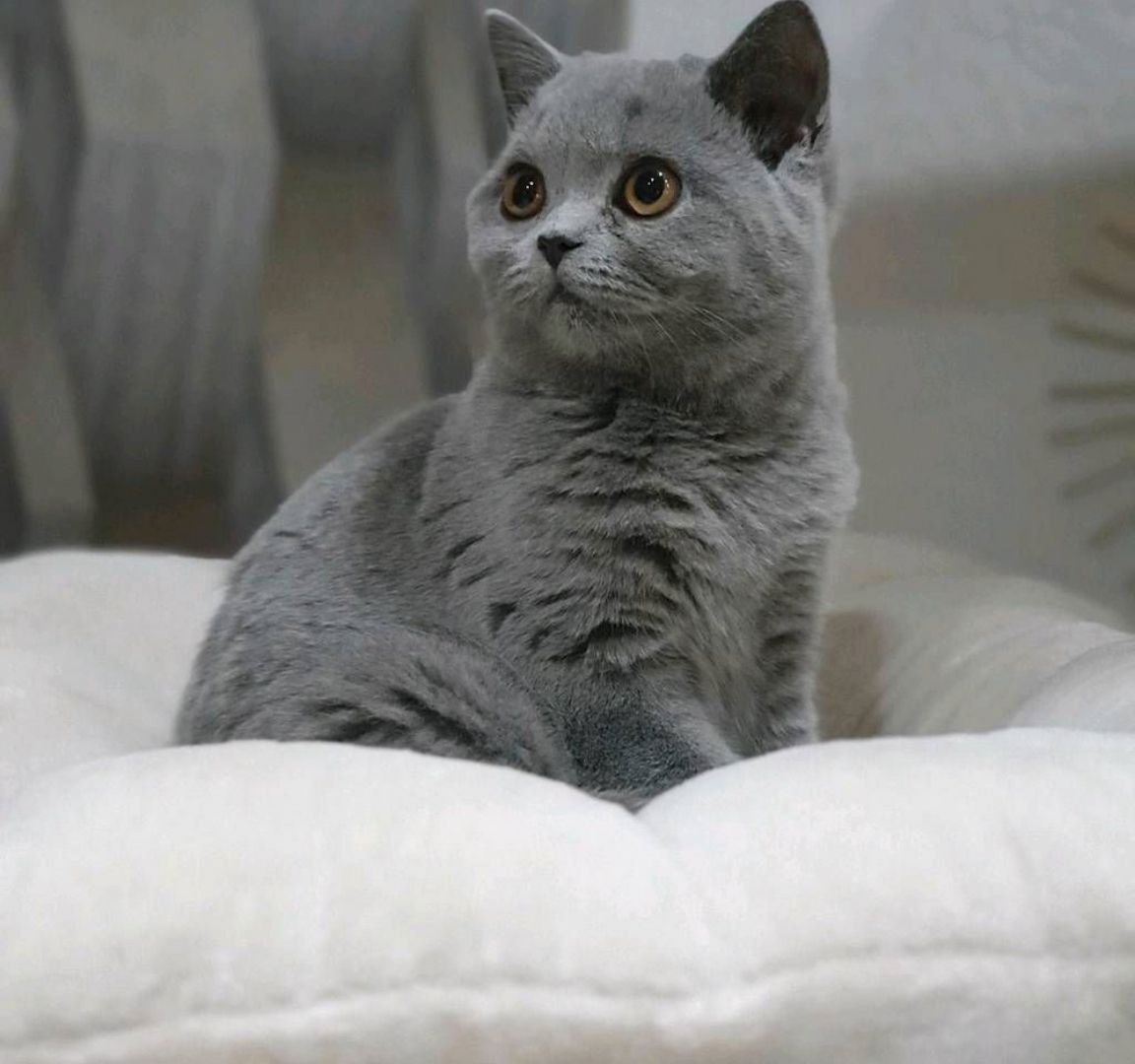 BKH Kitten abzugeben