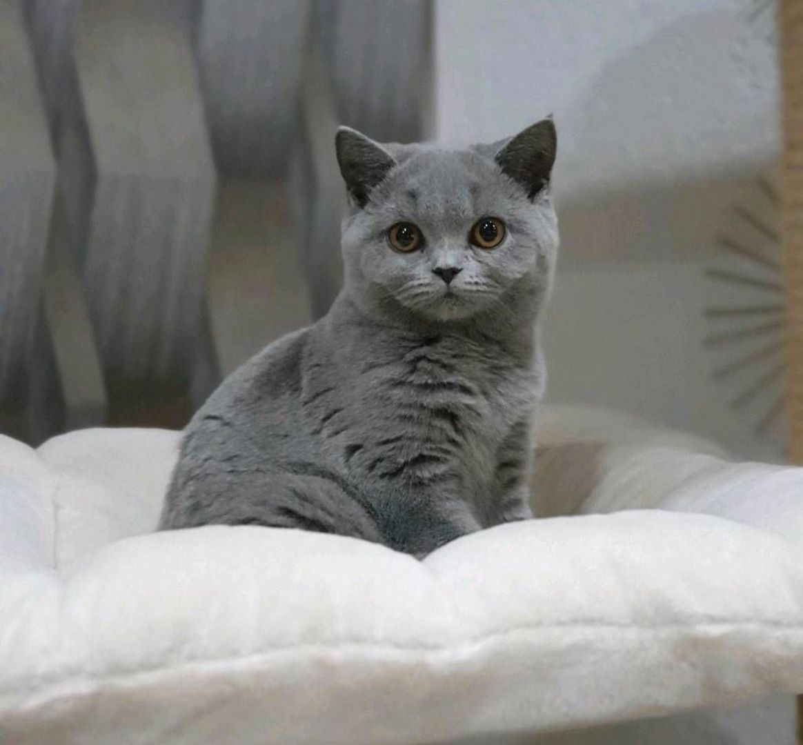 BKH Kitten abzugeben